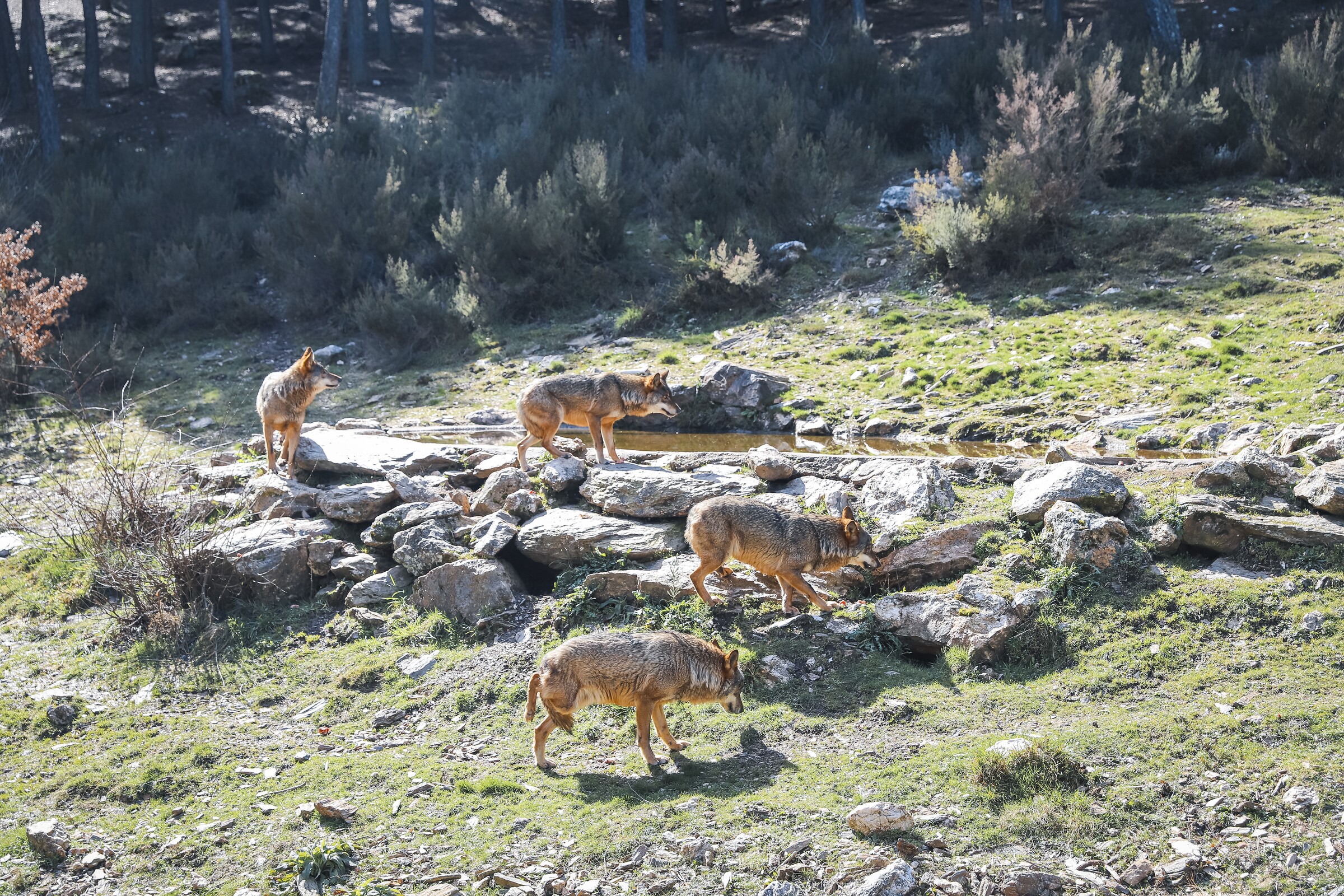 2602 - iberlobo - 0-13