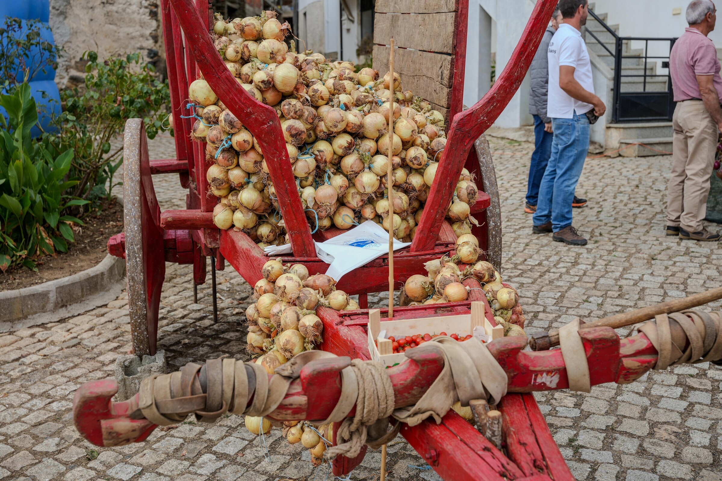 cebolas_7