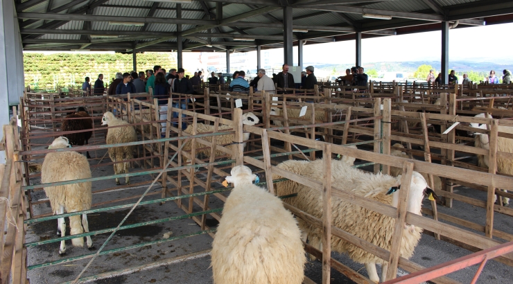 Concurso Nacional de Ovinos da Raça Churra Galega Bragançana
