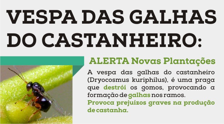 ALERTA - Vespa das Galhas do Castanheiro