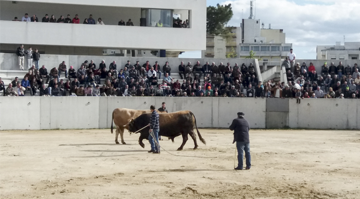 Já começou o Campeonato de Chegas de Touros em Bragança