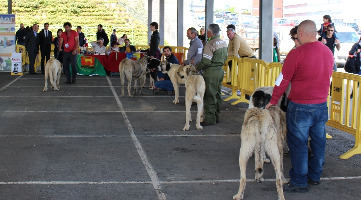 12.ª exposição Monográfica de Cão do Gado Transmontano