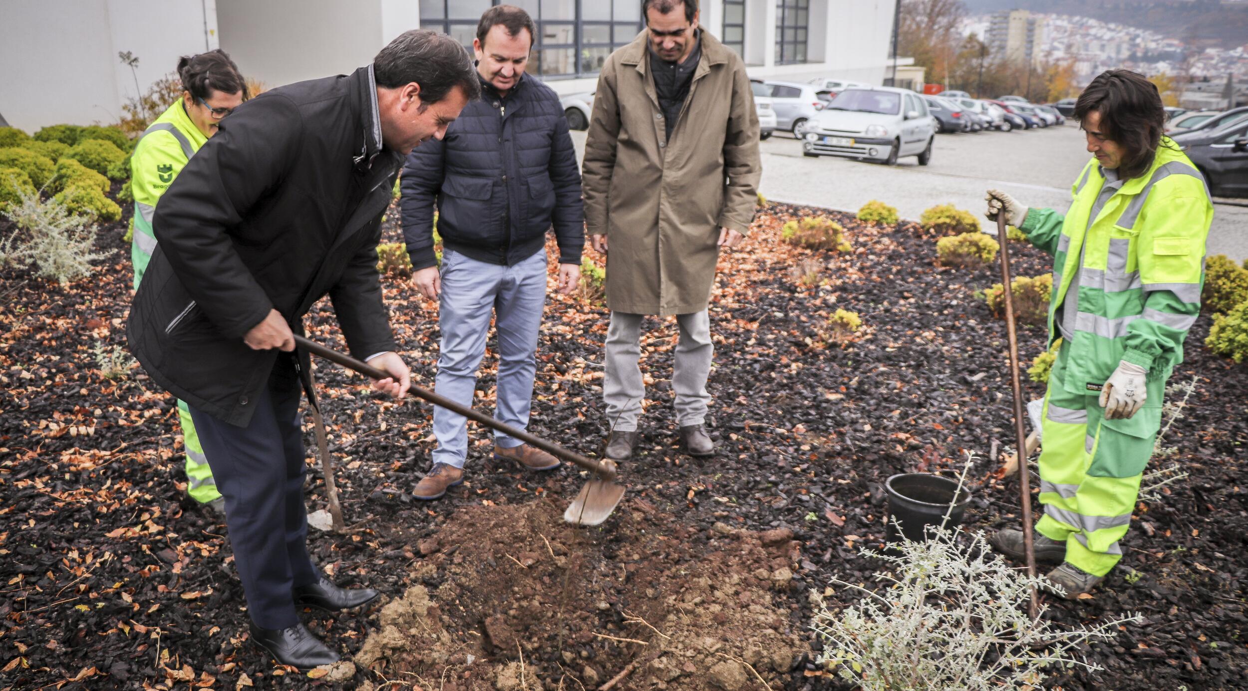 Plantado clone do Freixo Duarte de Armas na Câmara Municipal de Bragança