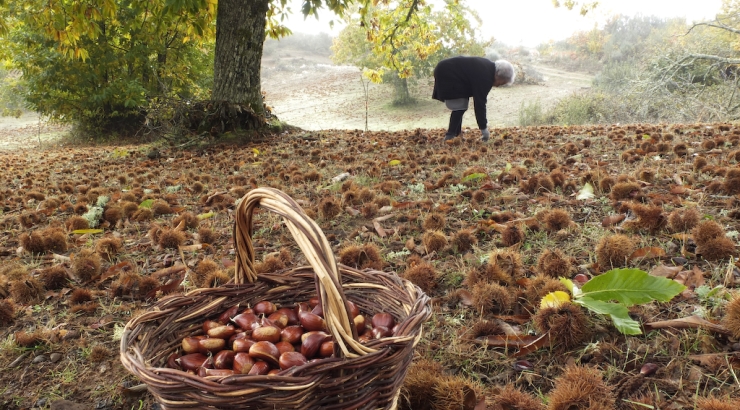 Resolução sobre a produção de castanha em Bragança