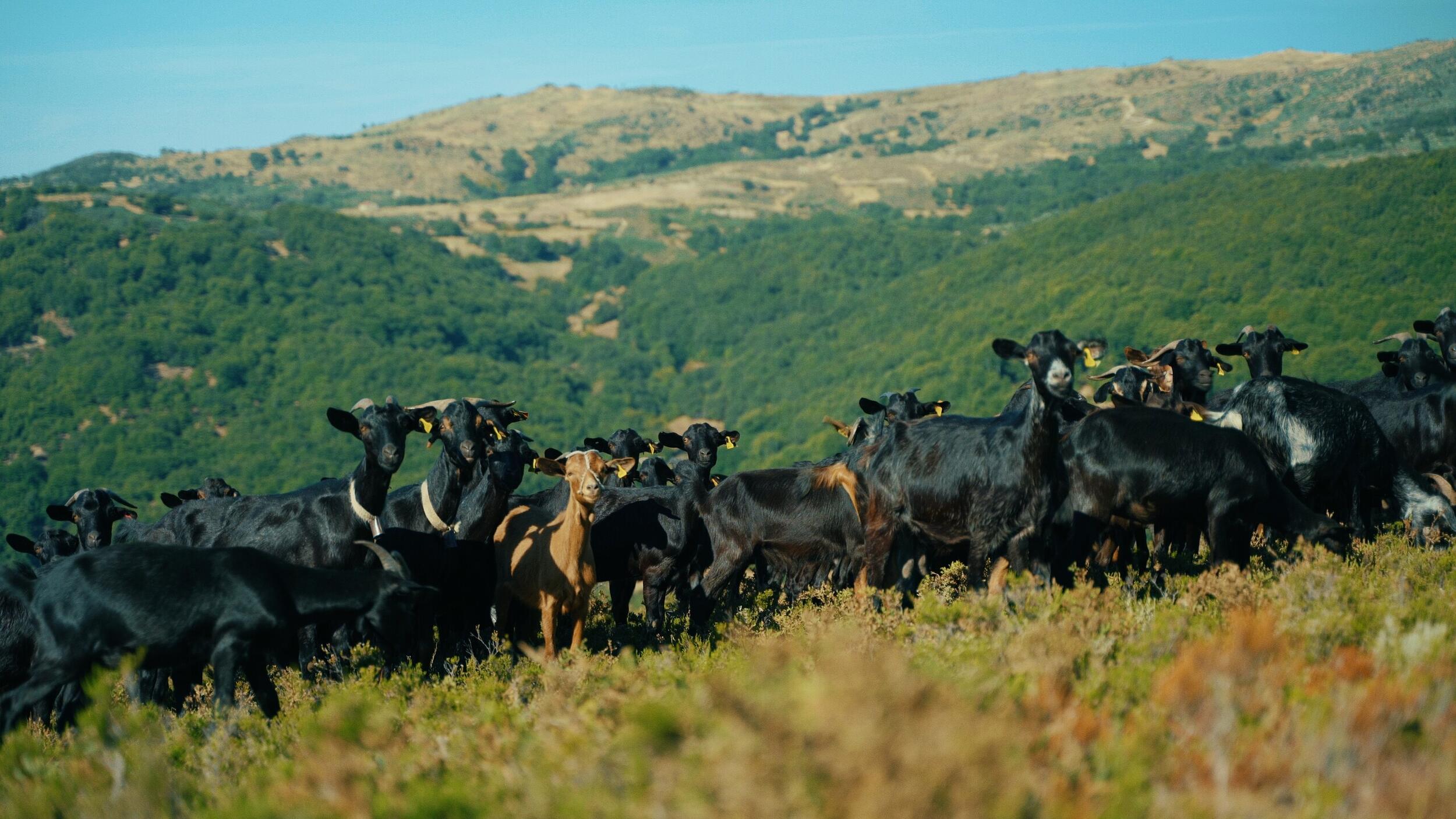 Município de Bragança financia a 100 % a vacinação animal