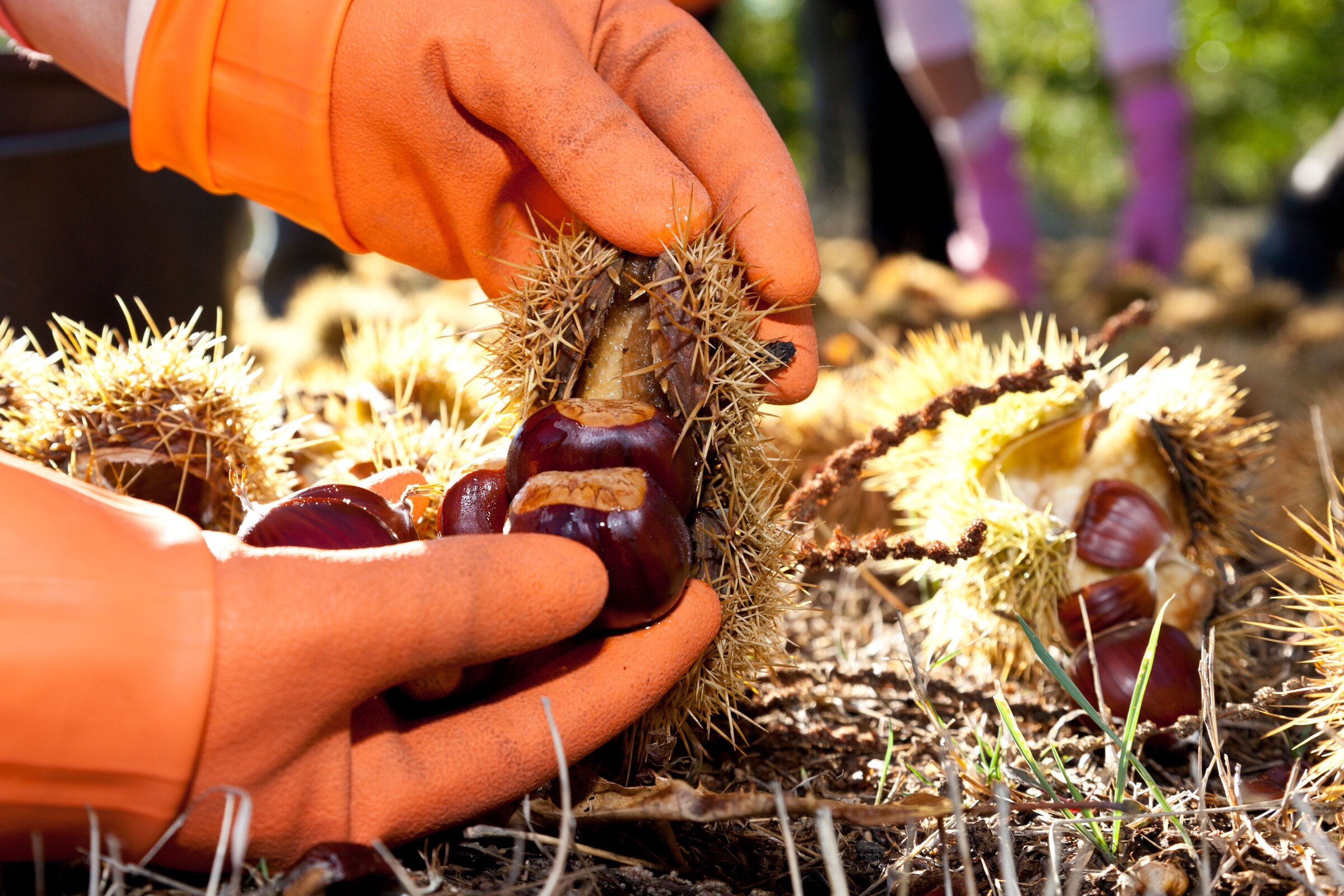 Tomada de posição sobre as quebras na produção de castanha na Terra Fria do Nordeste Transmontano