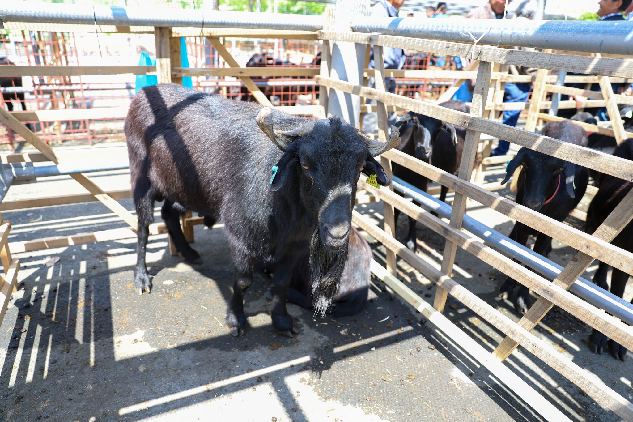 Tomada de posição "Relativa à não realização de análises, no âmbito da saúde animal – Planos de E...